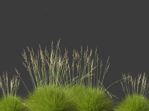 Festuca gautieri - bearskin fescue 3D Model
