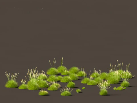 Festuca gautieri - bearskin fescue 3D Model