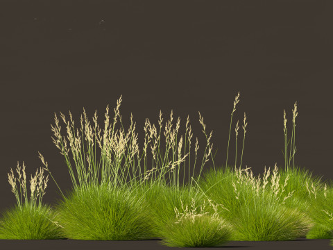 Festuca gautieri - bearskin fescue 3Dモデル