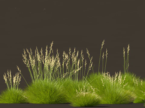 Festuca gautieri - bearskin fescue 3D Model