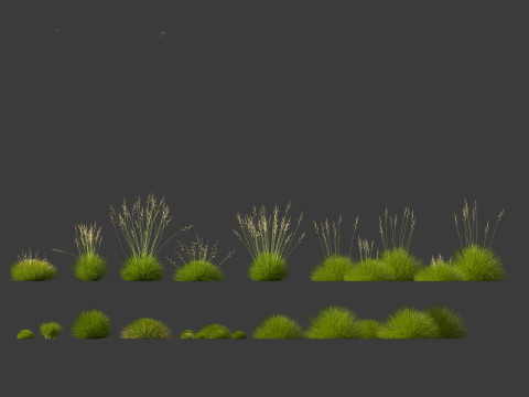 Festuca gautieri - bearskin fescue 3Dモデル
