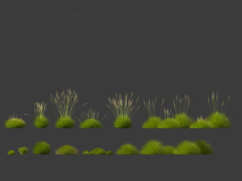 Festuca gautieri - bearskin fescue 3D Model
