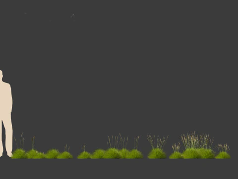 Festuca gautieri - bearskin fescue 3D Model