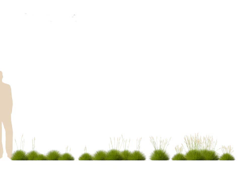 Festuca gautieri - bearskin fescue 3D Model