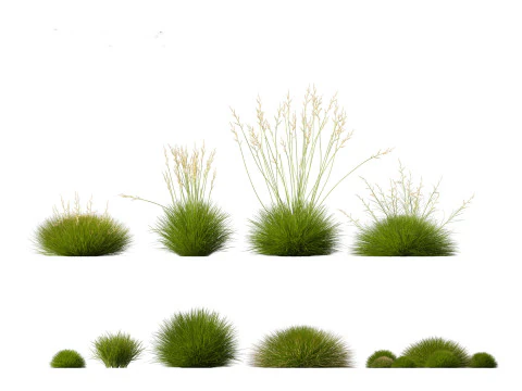 Festuca gautieri - bearskin fescue 3D Model