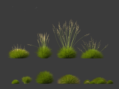 Festuca gautieri - bearskin fescue 3Dモデル