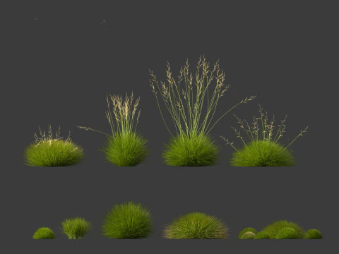 Festuca gautieri - bearskin fescue 3D Model