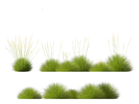 Festuca gautieri - bearskin fescue 3Dモデル