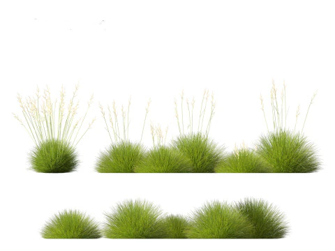 Festuca gautieri - bearskin fescue 3D Model