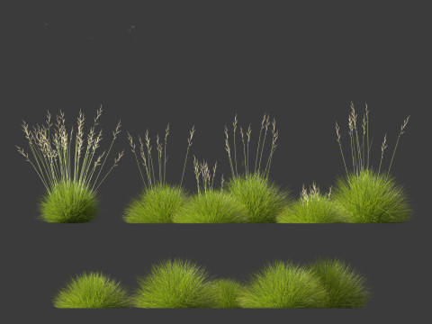 Festuca gautieri - bearskin fescue 3Dモデル