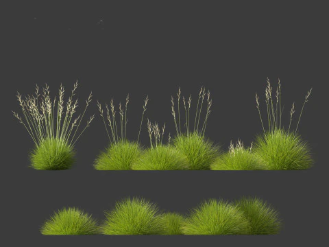 Festuca gautieri - bearskin fescue 3D Model