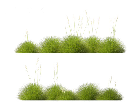 Festuca gautieri - bearskin fescue 3Dモデル