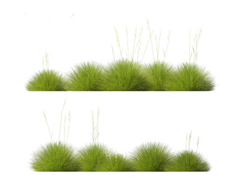 Festuca gautieri - bearskin fescue 3D Model