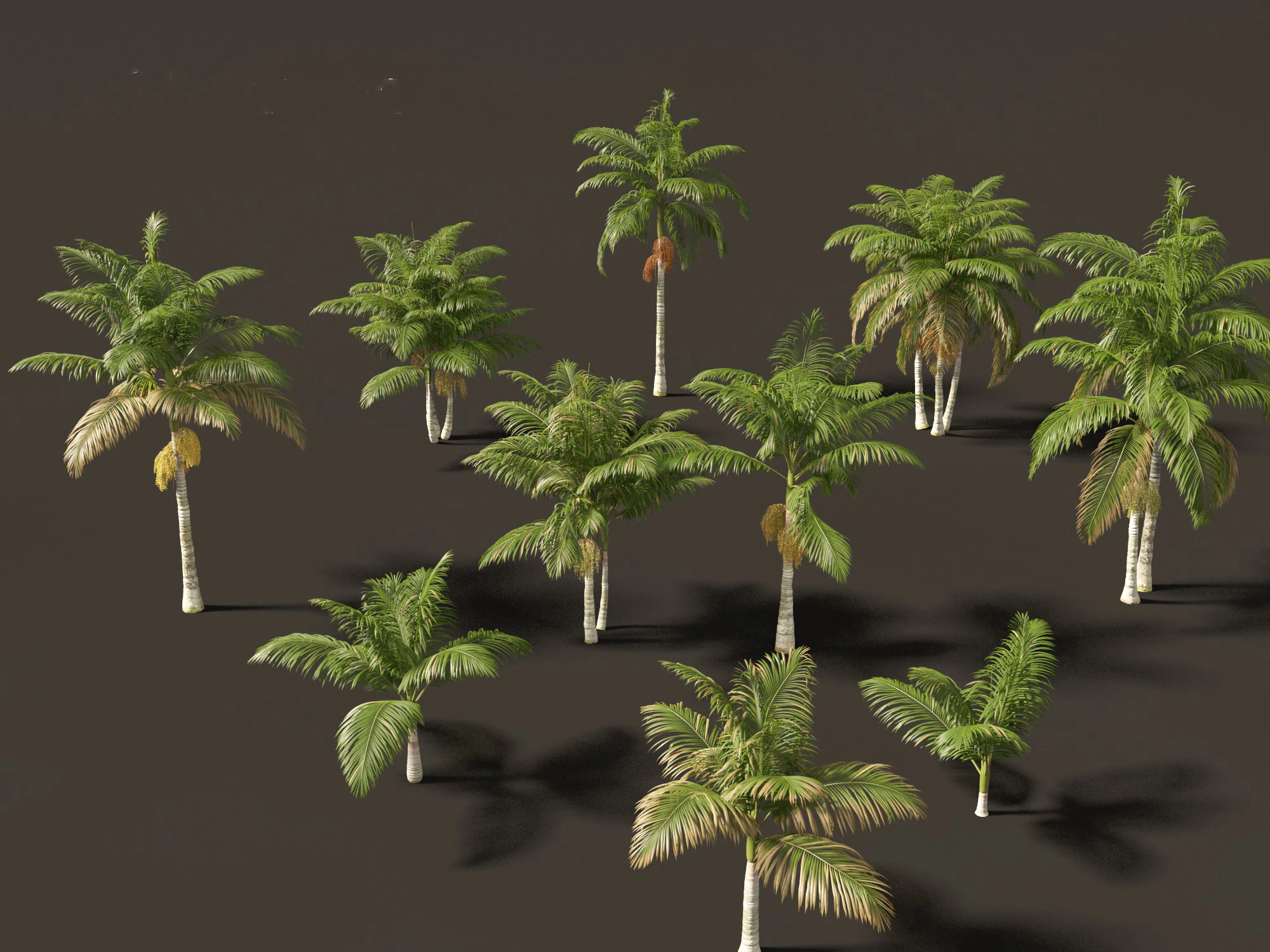 Archontophoenix alexandrae - Alexandra Palm 01 3D Model .c4d .max .obj .3ds .fbx .stl .blend 