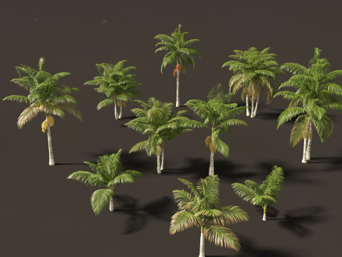Archontophoenix alexandrae - Alexandra Palm 01 3D Model