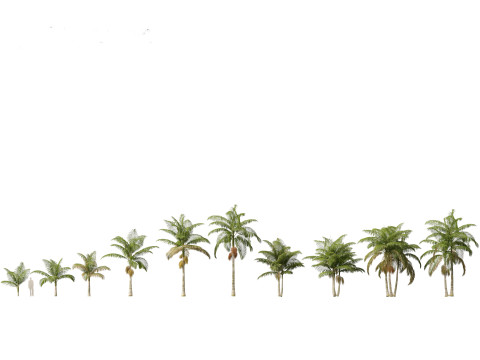 Archontophoenix alexandrae - Alexandra Palm 01 3D Модель