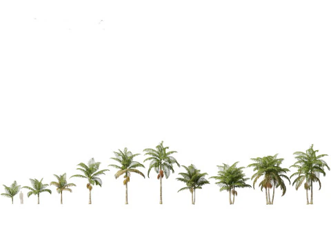 Archontophoenix alexandrae - Alexandra Palm 01 3D Model