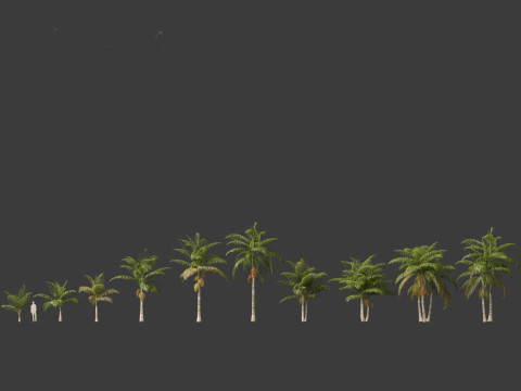 Archontophoenix alexandrae - Alexandra Palm 01 3D Модель