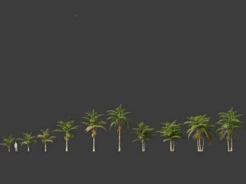 Archontophoenix alexandrae - Alexandra Palm 01 3D Model