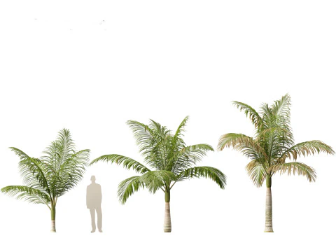 Archontophoenix alexandrae - Alexandra Palm 01 3D Model