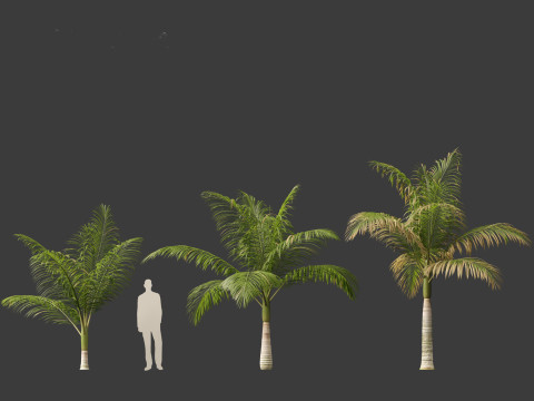 Archontophoenix alexandrae - Alexandra Palm 01 3D Модель