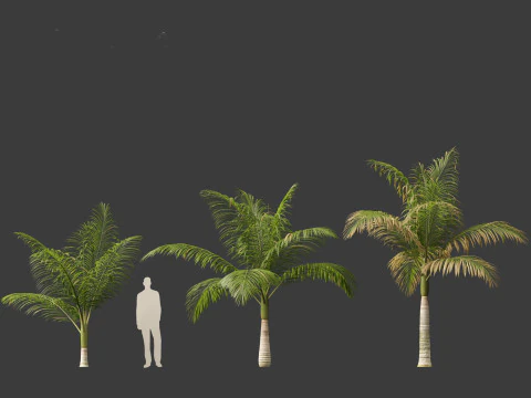 Archontophoenix alexandrae - Alexandra Palm 01 3D Model
