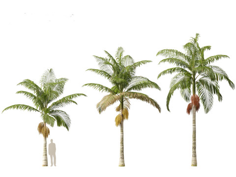 Archontophoenix alexandrae - Alexandra Palm 01 3D Модель