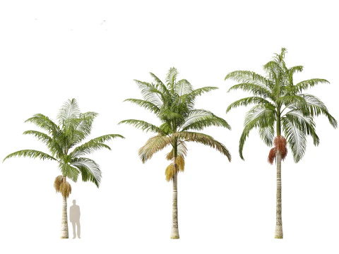 Archontophoenix alexandrae - Alexandra Palm 01 3D Model