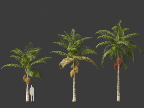 Archontophoenix alexandrae - Alexandra Palm 01 3D Модель