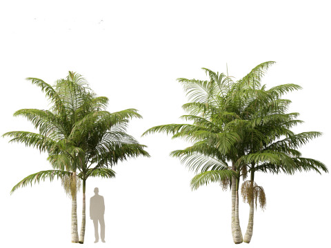 Archontophoenix alexandrae - Alexandra Palm 01 3D Модель