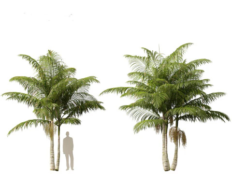 Archontophoenix alexandrae - Alexandra Palm 01 3D Model