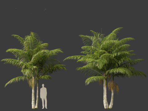Archontophoenix alexandrae - Alexandra Palm 01 3D Model