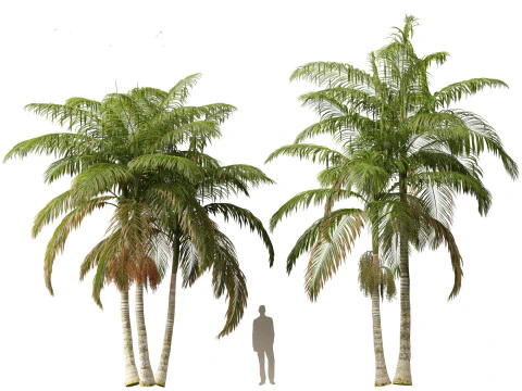 Archontophoenix alexandrae - Alexandra Palm 01 3D Model