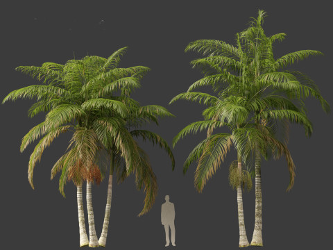 Archontophoenix alexandrae - Alexandra Palm 01 3D Модель
