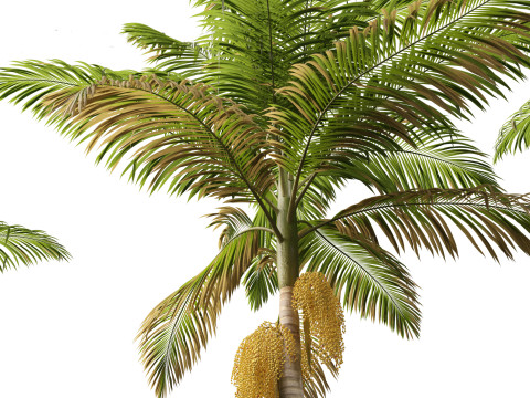 Archontophoenix alexandrae - Alexandra Palm 01 3D Модель