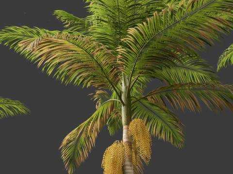 Archontophoenix alexandrae - Alexandra Palm 01 3D Модель