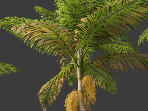 Archontophoenix alexandrae - Alexandra Palm 01 3D Model
