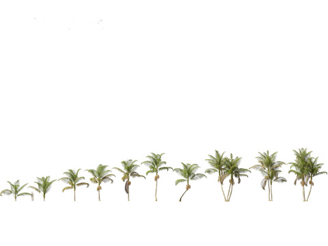 Archontophoenix cunninghamiana - Bangalow palm 3D Model