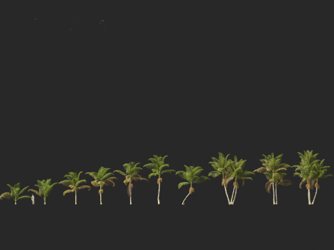 Archontophoenix cunninghamiana - Bangalow palm 3Dモデル
