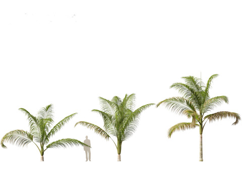 Archontophoenix cunninghamiana - Bangalow palm 3Dモデル