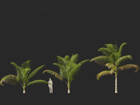 Archontophoenix cunninghamiana - Bangalow palm 3Dモデル
