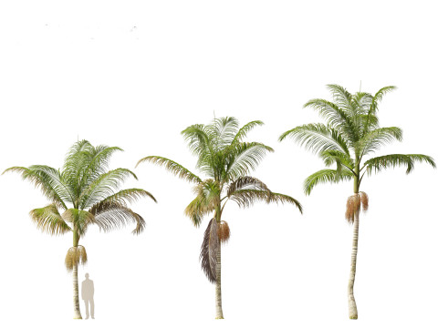 Archontophoenix cunninghamiana - Bangalow palm 3Dモデル