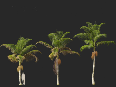 Archontophoenix cunninghamiana - Bangalow palm 3Dモデル