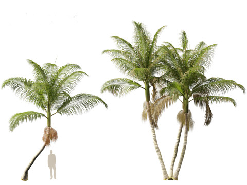 Archontophoenix cunninghamiana - Bangalow palm 3Dモデル