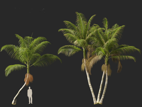 Archontophoenix cunninghamiana - Bangalow palm 3Dモデル