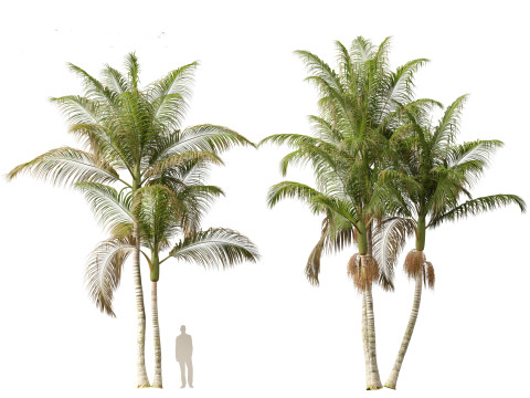 Archontophoenix cunninghamiana - Bangalow palm 3Dモデル