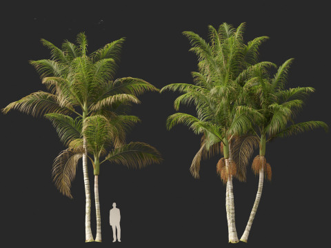 Archontophoenix cunninghamiana - Bangalow palm 3Dモデル