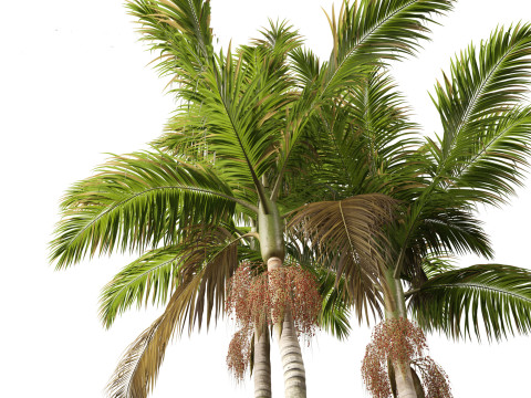 Archontophoenix cunninghamiana - Bangalow palm 3Dモデル