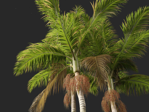 Archontophoenix cunninghamiana - Bangalow palm 3Dモデル