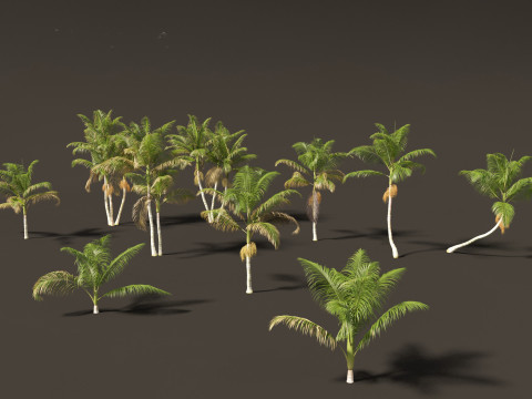 Archontophoenix cunninghamiana - Bangalow palm 3Dモデル
